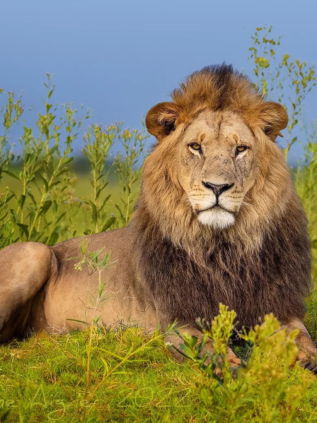 Big Five safari