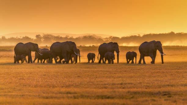 Serengeti savannah