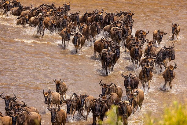 Wildlife Safaris