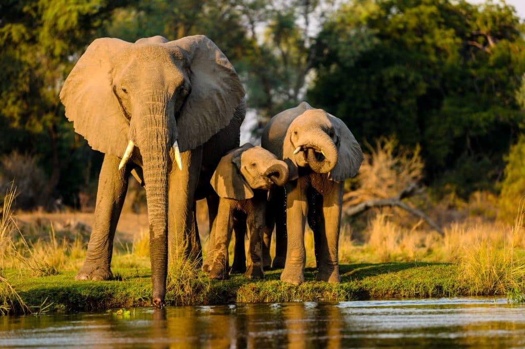 Safari experience in Tanzania