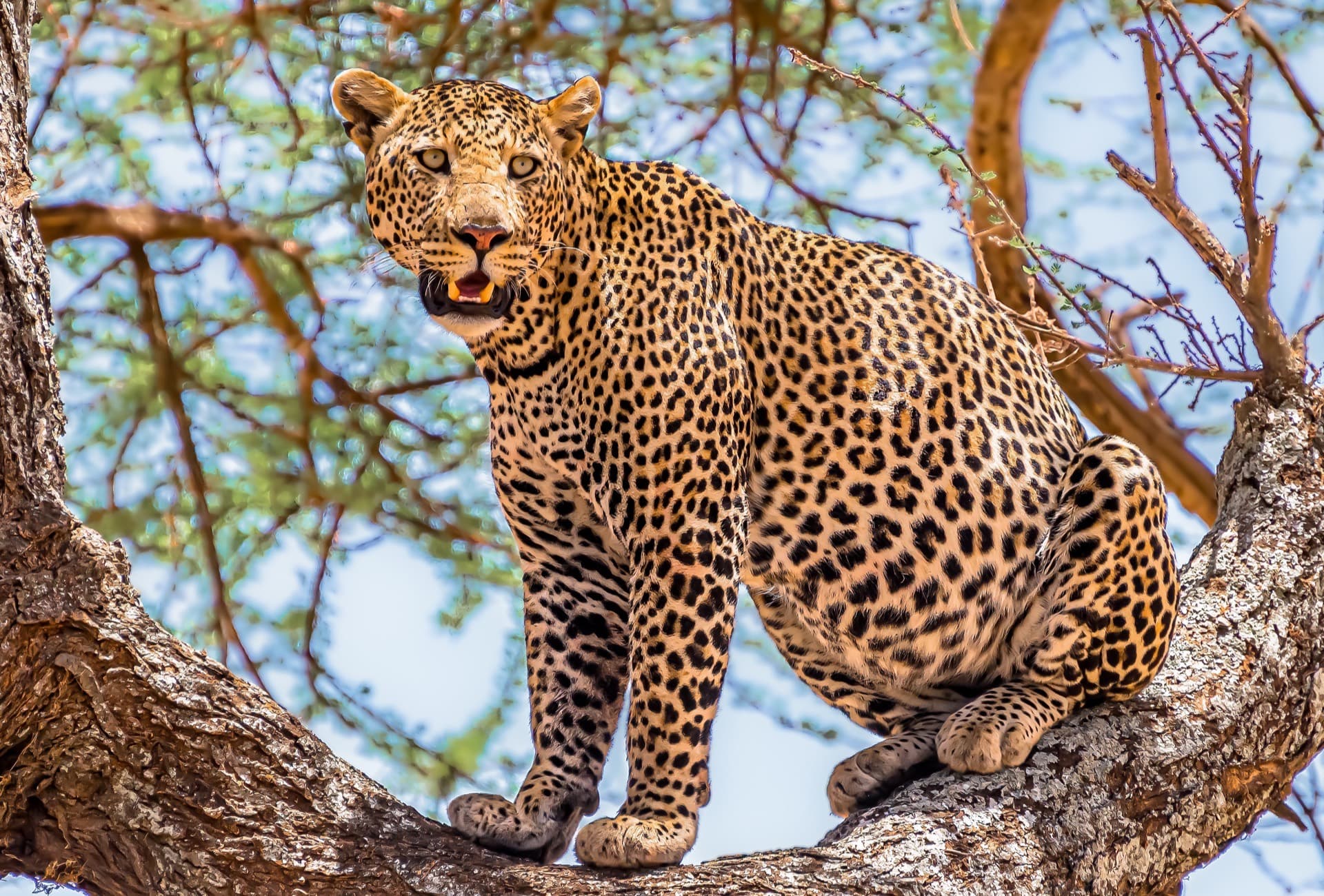 Leopard in tree