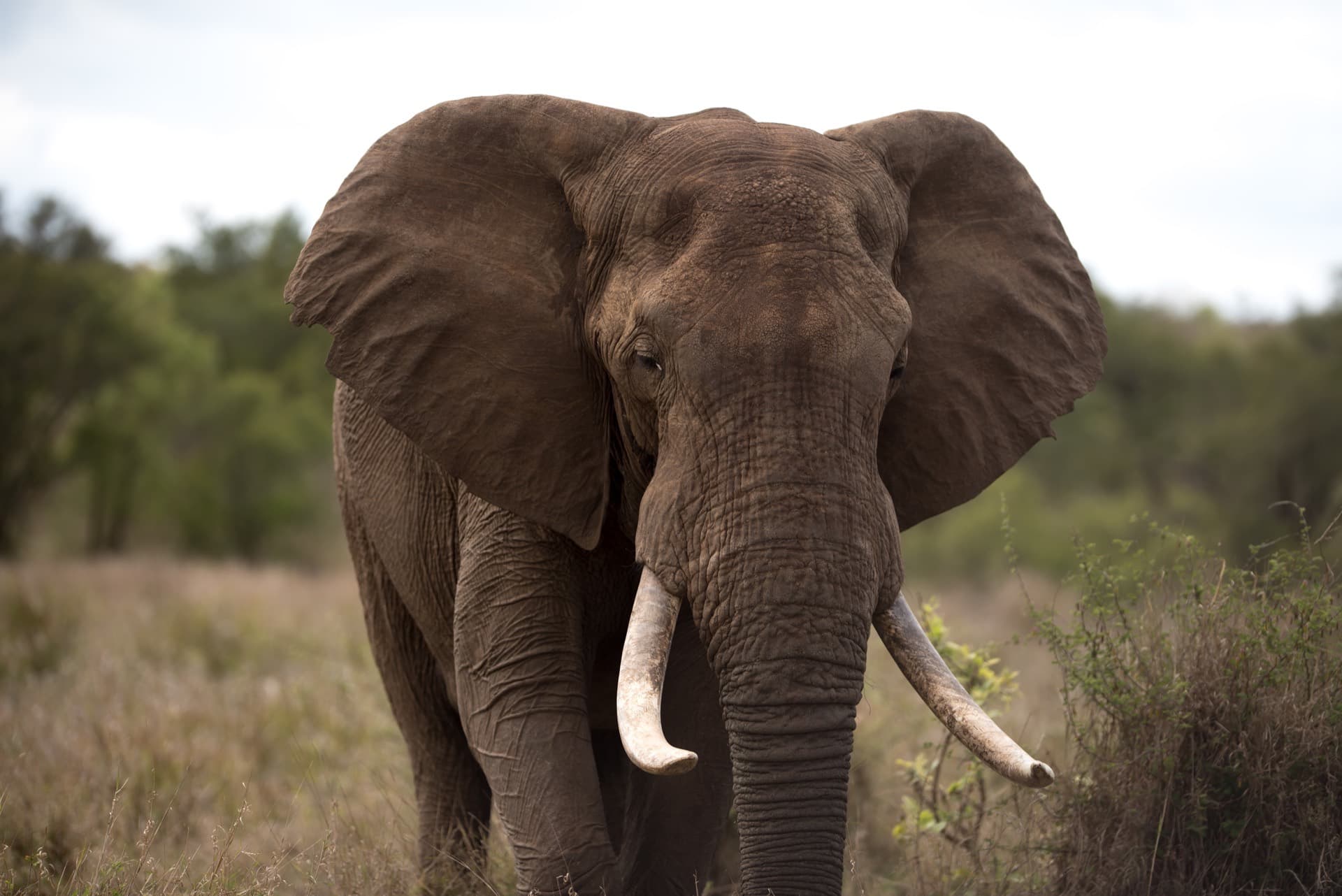 African elephant