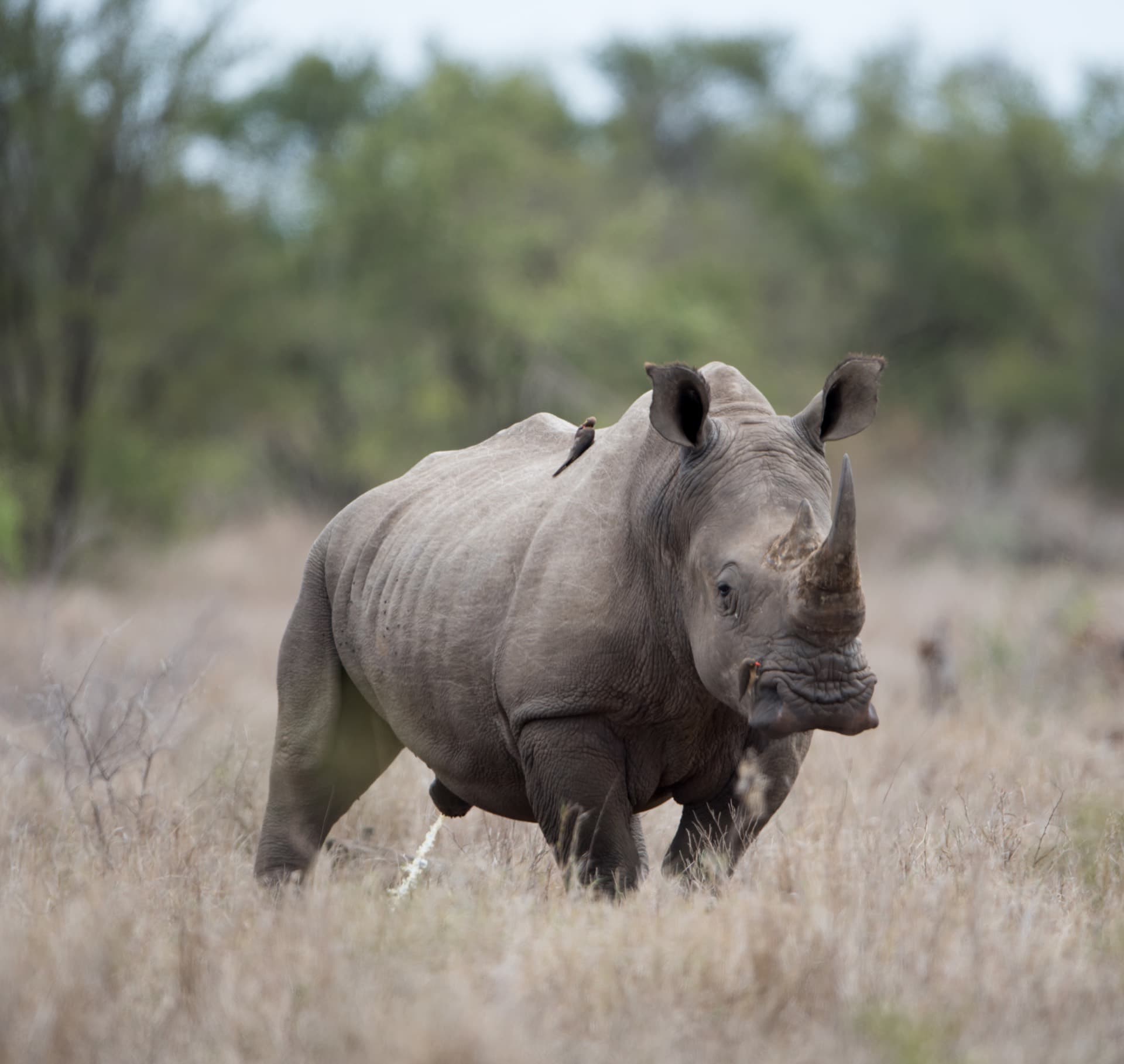 Rhinoceros