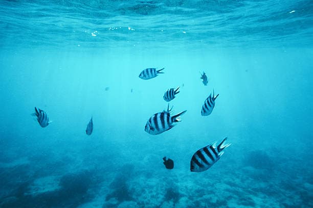 Mnemba Island