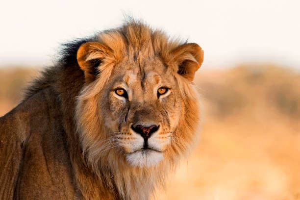 Tanzania wildlife